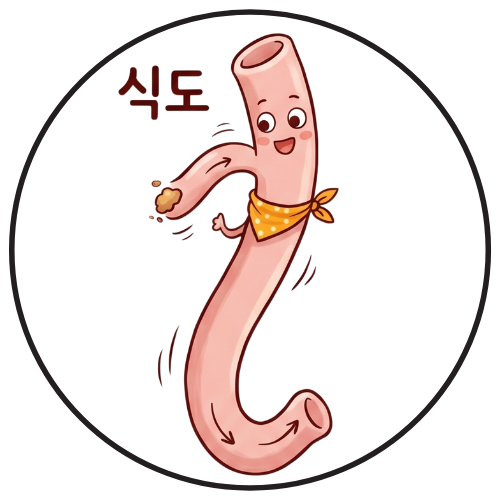 식도